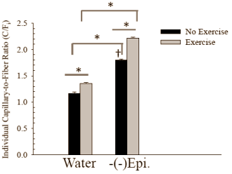 Cocoa makes you fit faster