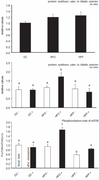 Animal study: olive oil is good for (old) muscles
