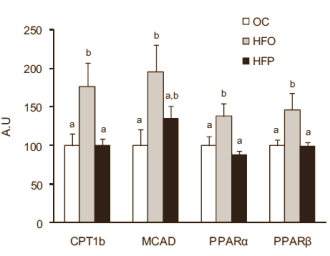 Animal study: olive oil is good for (old) muscles