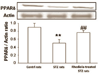 Animal study: L-theanine extends life expectancy