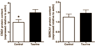 Supplements manufacturers sometimes promote taurine as a substance that helps strength athletes to train more intensively. According to an ex-vivo study that sports scientists at Victoria University in Australia published in the Journal of Applied Physiology the supplements manufacturers are not just making this up. Taurine supplementation does indeed strengthen muscles.