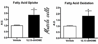 12,13-Di-HOME: a new fat loss agent? Or a new undetectable endurance drug?