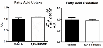 12,13-Di-HOME: a new fat loss agent? Or a new undetectable endurance drug?