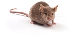 Slow carbs make you more muscular and more active: animal study