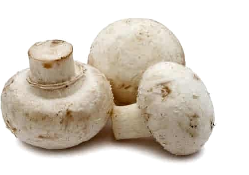 Dried belly button mushroom powder increases insulin sensitivity, reduces fat mass