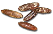 Date palm seed increases testosterone levels