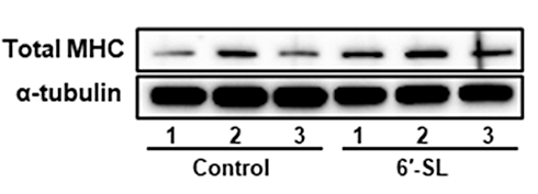 6-Sialyllactose | An anabolic sugar in milk