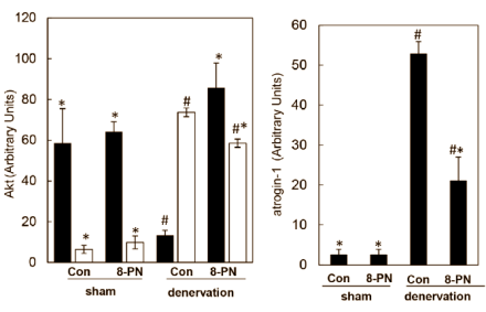 8-Prenylnaringenin: a natural anabolic for women