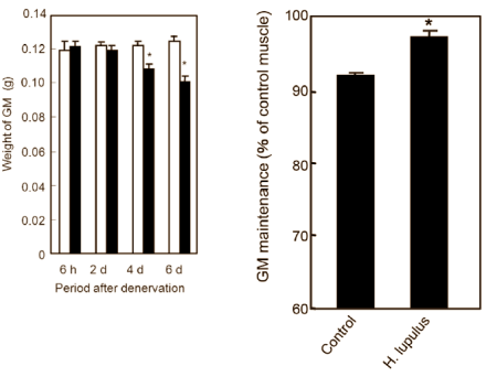 8-Prenylnaringenin: a natural anabolic for women