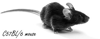 Physical activity enables the brain to repair itself and rejuvenate itself