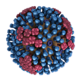 The keto diet focuses the immune system on the flu virus