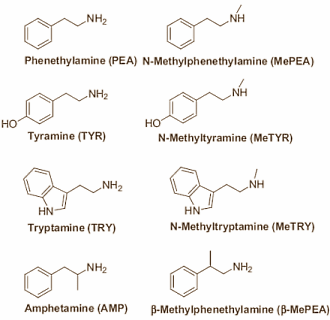 Métabolites de stimulants phénéthylamine tyramine amphétamine