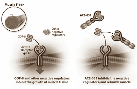 Research on myostatin inhibitor ACE-031 stopped  but the stuff does work