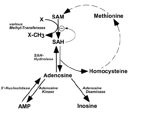 About enokitake, testosterone and copious amounts of adenosine