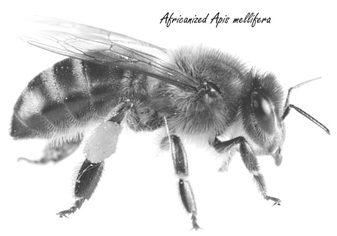 Supplement with Brazilian propolis makes deadly viruses less dangerous