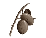No African Mango in African Mango supplements