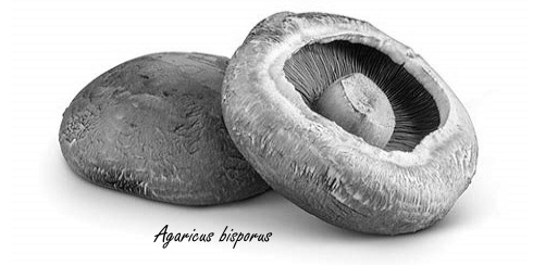 Getting older? Belly button mushrooms improve motor coordination