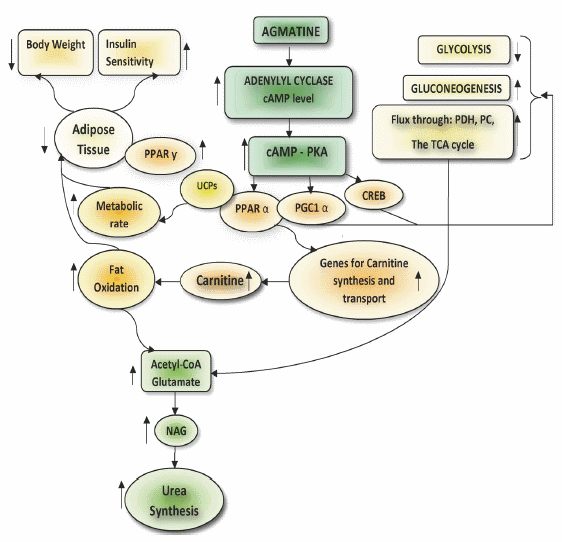 Agmatine, the slimming supplement that does (almost) everything