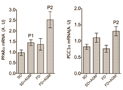 Agmatine, the slimming supplement that does (almost) everything
