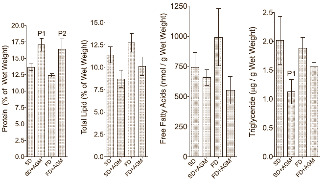 Agmatine, the slimming supplement that does (almost) everything