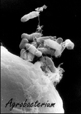 Salecan, a new sports supplement?