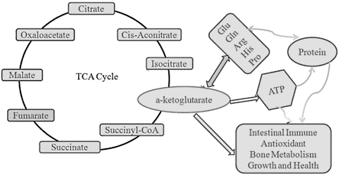 AKG cycle makes you up to 8 years younger