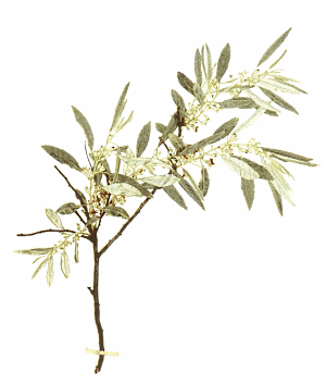 Elaeagnus angustifolia: a sex supplement for women