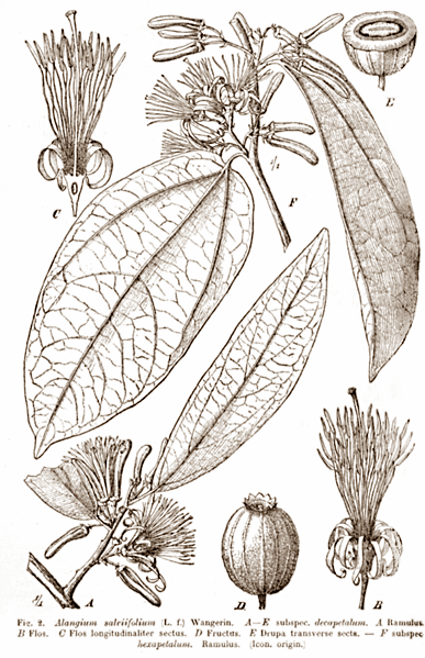 Alangium salviifolium has been on the market for a while. It's the main ingredient in BPI's Pro HD, a supplement that is said to boost athletes' testosterone levels. Indeed, Alangium salviifolium has a number of properties that would indicate that it's worth including it in a testosterone supplement. On the other hand, the testosterone-boosting properties of Alangium have not been properly studied.