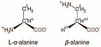 Alanine versus beta-alanine