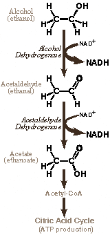 After cocktail time comes mango time