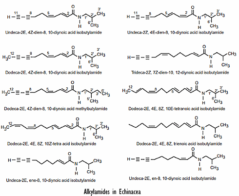 Echinacea makes you carefree