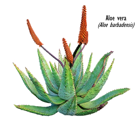 Aloe vera is an aphrodisiac