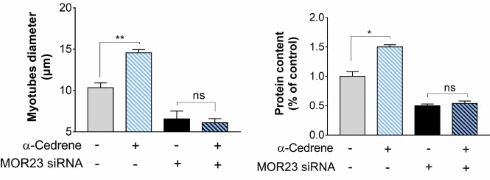 Alpha-cedrene, a completely new kind of anabolic from cedar oil