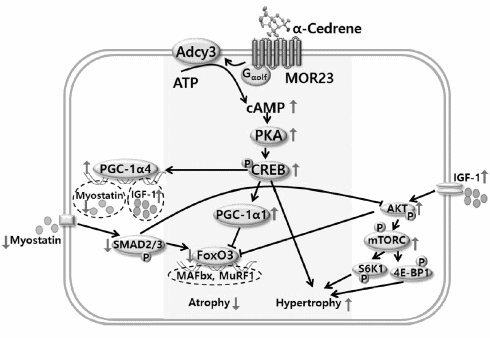 Alpha-cedrene, a completely new kind of anabolic from cedar oil