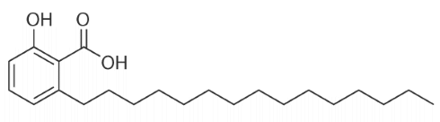 The most effective and also most dangerous slimming aid available on the black market is dinitrophenol, or DNP for short [structural formula on the right]. Fifteen years ago researchers at Tohoku University in Japan discovered that cashew nuts contain substances that work in the same way as the illegal DNP.