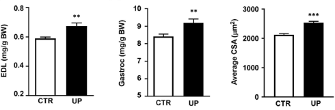 Wakame, the fitness algae