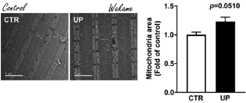 Wakame, the fitness algae