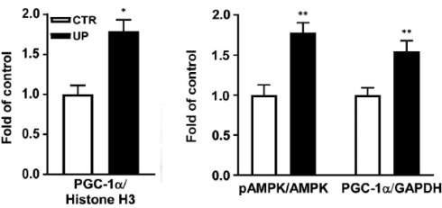 Wakame, the fitness algae