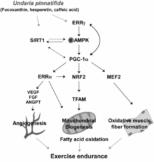 Wakame, the fitness algae