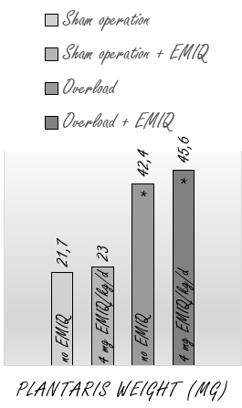 EMIQ, an anabolic compound based on quercetin