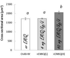 EMIQ, an anabolic compound based on quercetin