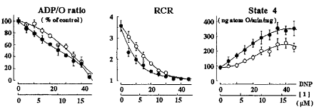 The most effective and also most dangerous slimming aid available on the black market is dinitrophenol, or DNP for short [structural formula on the right]. Fifteen years ago researchers at Tohoku University in Japan discovered that cashew nuts contain substances that work in the same way as the illegal DNP.