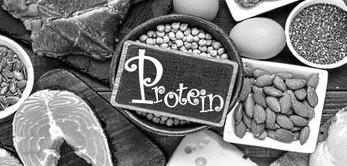 Meta-study: animal proteins are better muscle builders than vegetable proteins