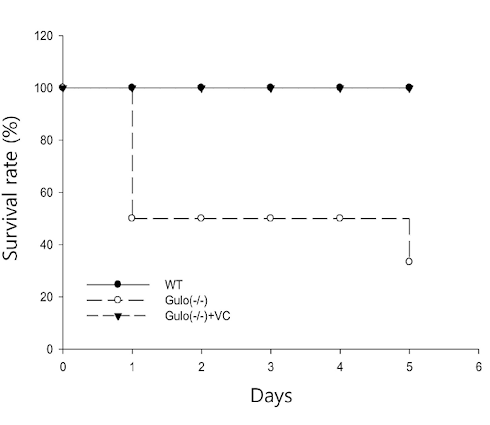 Vitamin C, the not-so secret weapon against flu