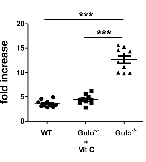 Vitamin C, the not-so secret weapon against flu