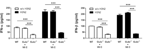 Vitamin C, the not-so secret weapon against flu
