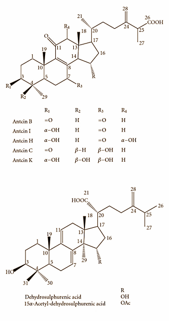 Anti-tumour mushroom Antrodia camphorata has ergogenic effect