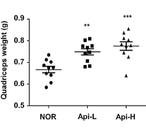 Apigenin, a natural anabolic compound in parsley