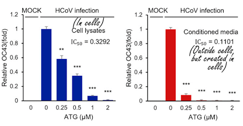 Arctigenin | This phytochemical in Arctium lappa blocks coronaviruses