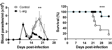 Arginine arms immune system against 'the new Aids'
